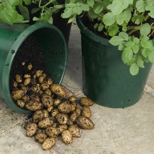 hnojivo na zemiaky
